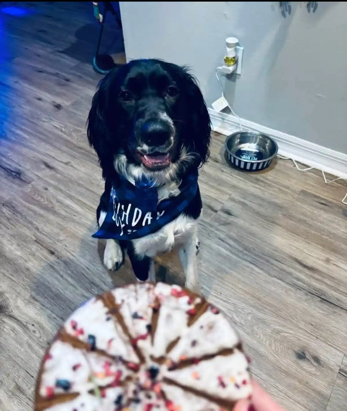 A black and white dog wearing a blue bandana with 'HAPPY BIRTHDAY' written on it sits on a wooden floor, looking up…