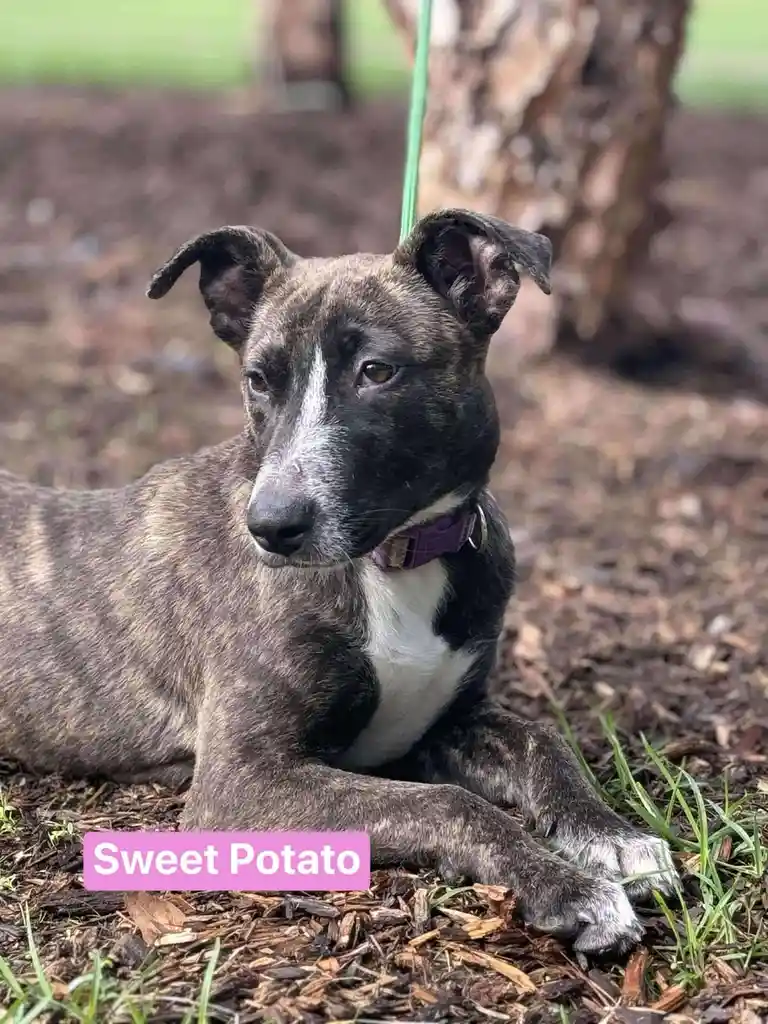 A brindle and white dog with floppy ears and a purple collar lies on wood chip ground, looking directly at the camera. A…