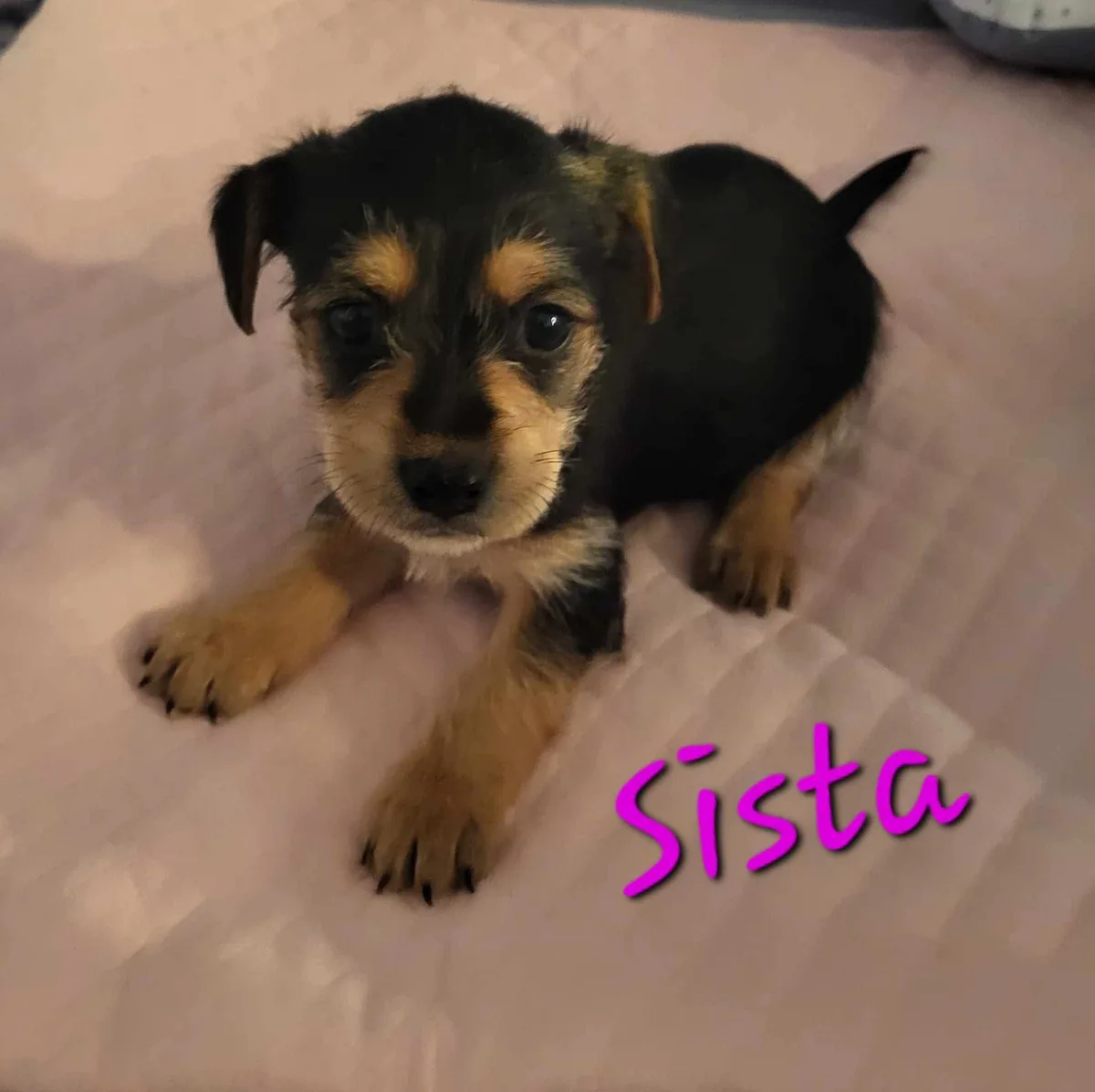 A small black and tan puppy with floppy ears and big dark eyes lies on a light-colored quilted blanket, looking directly at…