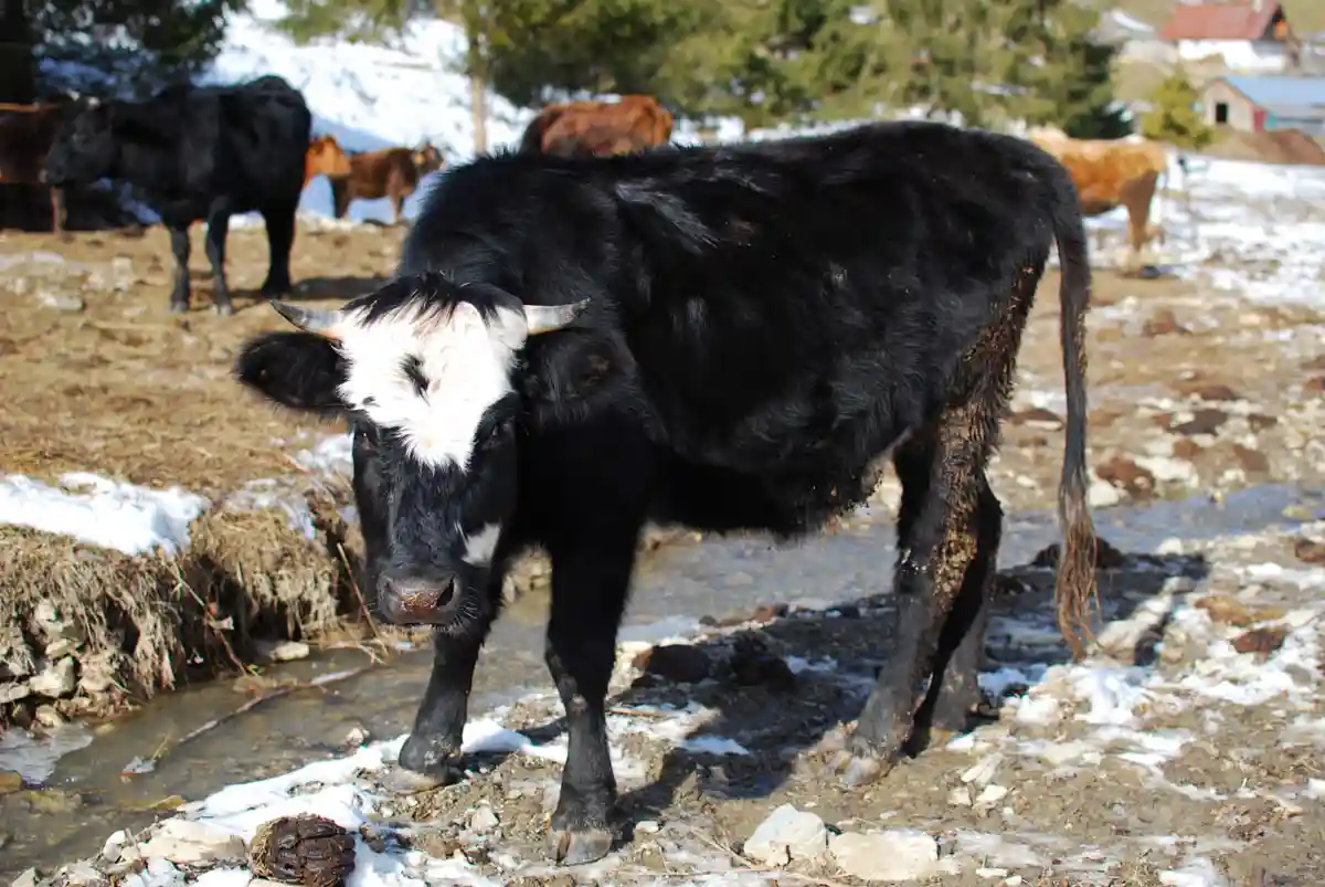 A black cow with a prominent white face and horns stands in a snowy, muddy field near a stream, looking directly at the…