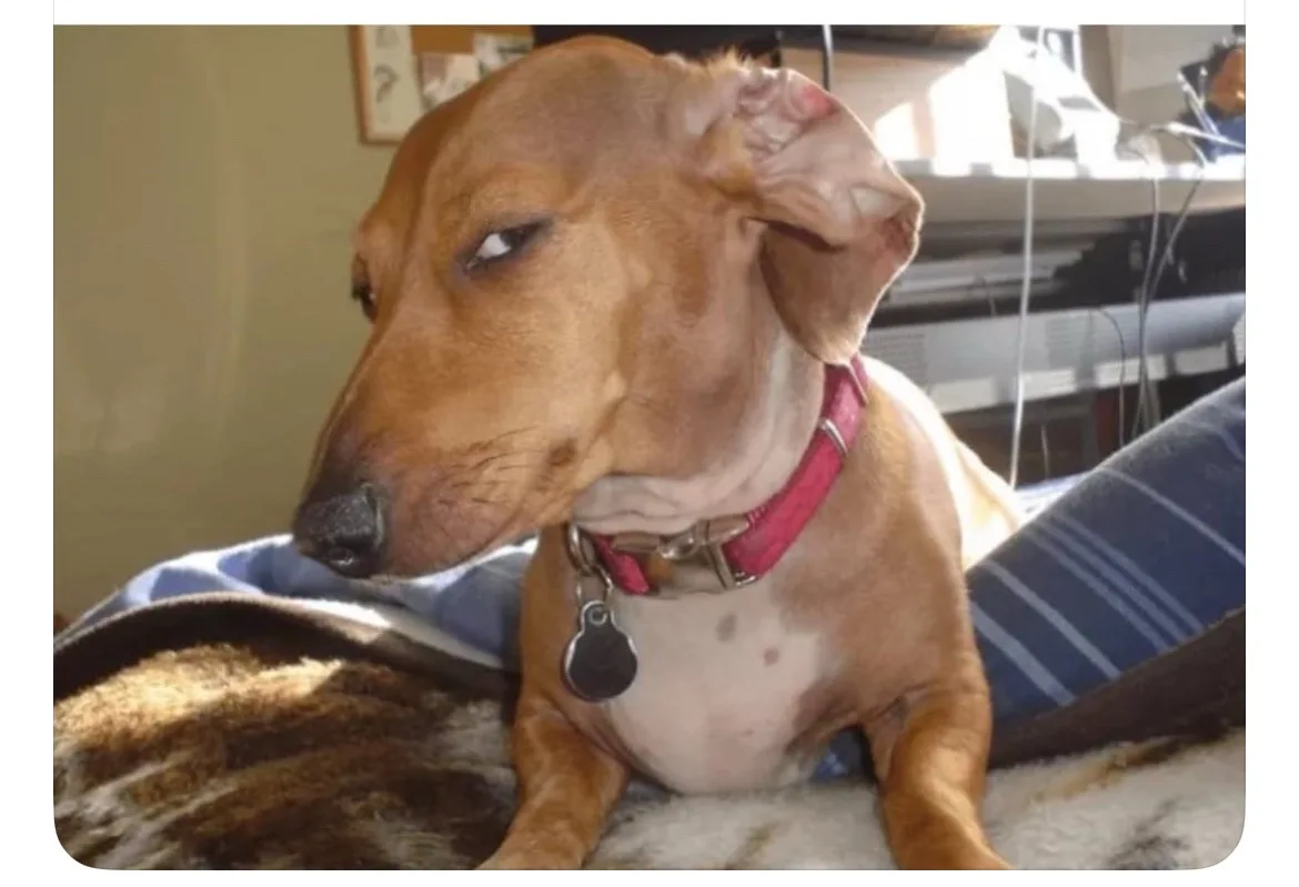 a brown dachshund with a pink collar sits on a striped blanket, looking sideways with half-closed eyes and a droopy ear…