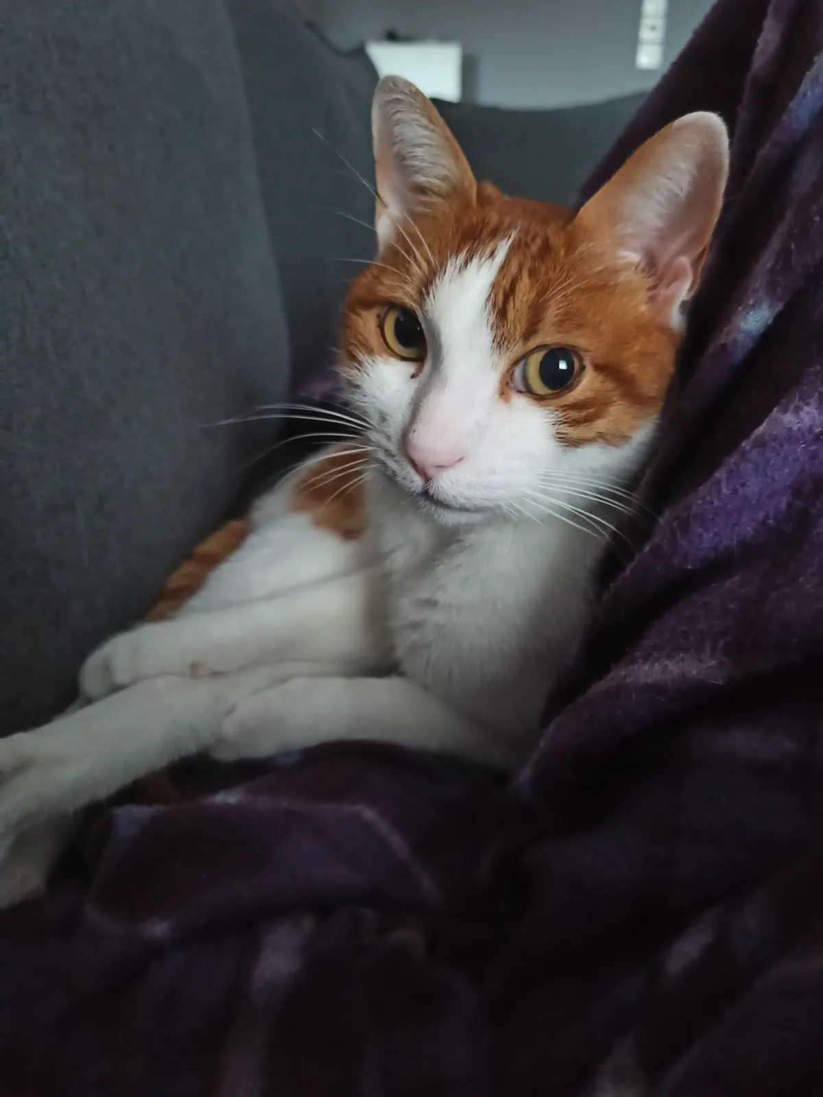 A close-up photo of a ginger and white cat with large, expressive eyes looking directly at the camera, nestled in a dark…