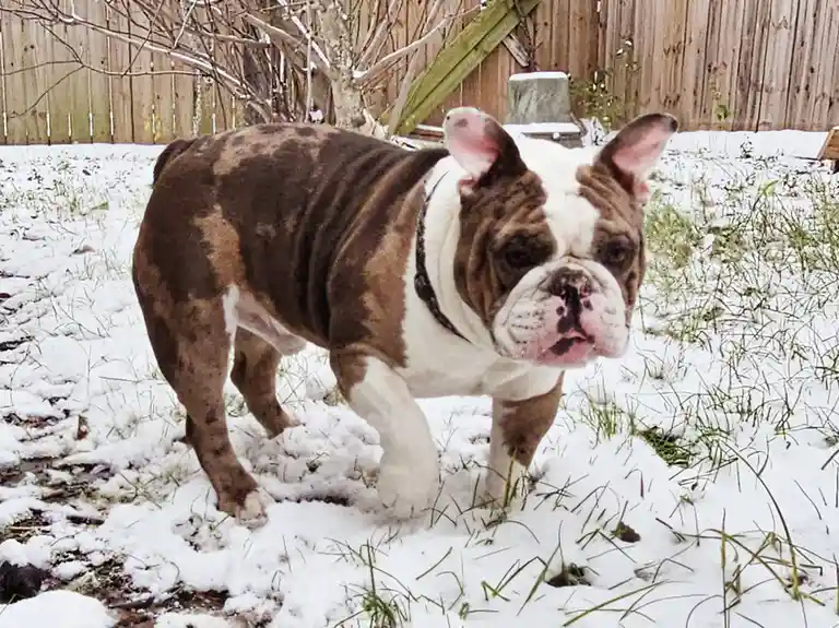 A brown and white bulldog stands in a snowy backyard with patches of grass showing through, looking directly at the camera…