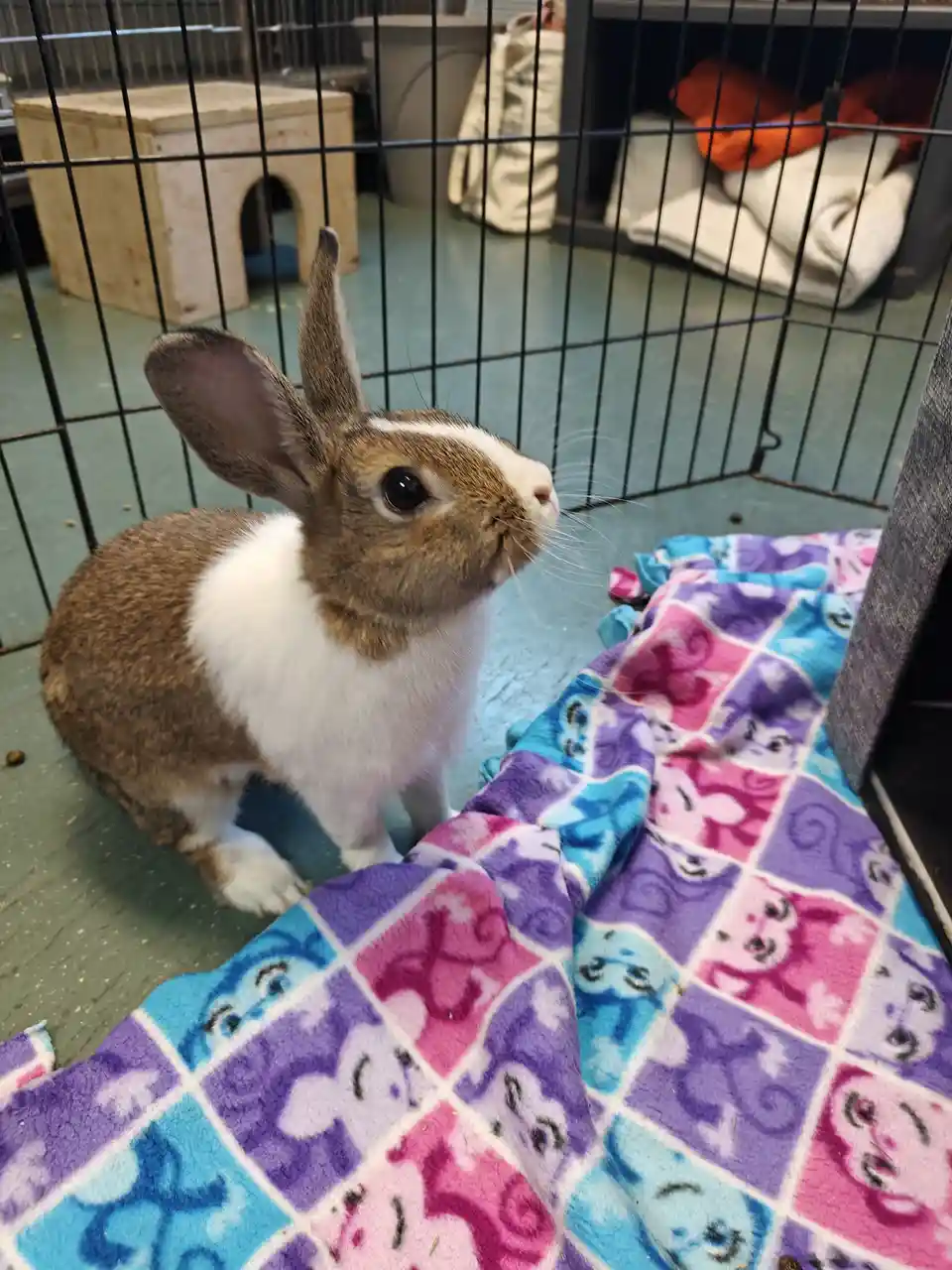 Meet the adorable bunnies and guinea pigs at my local animal shelter this week!