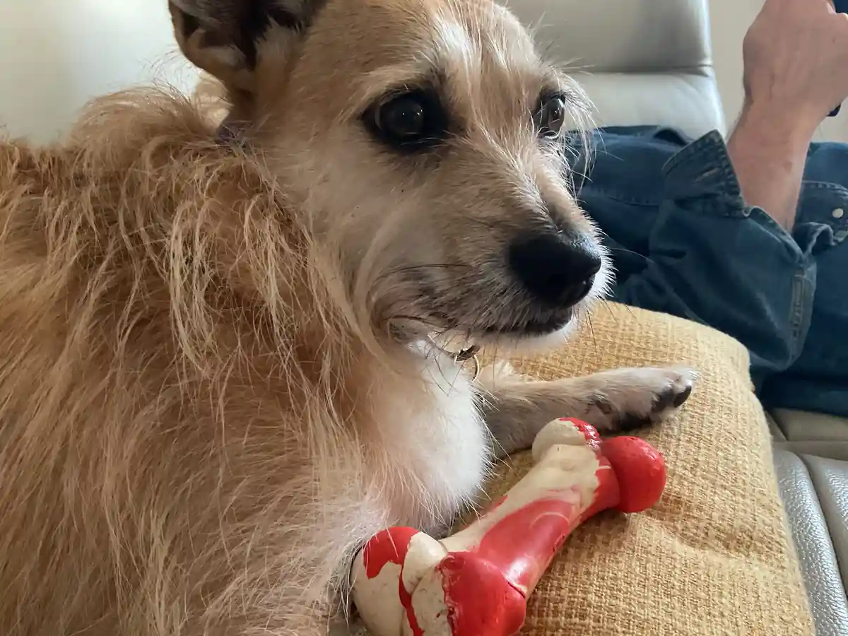 A fluffy tan and white dog with a sad, disappointed expression lies on a beige couch next to a red and white chew toy shaped…