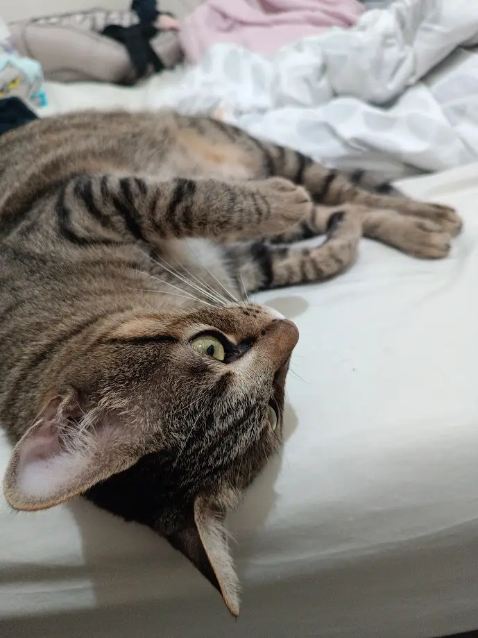 A tabby cat lies on its back on a white bed, one paw raised, looking upward with wide green eyes. The overlaid text reads…