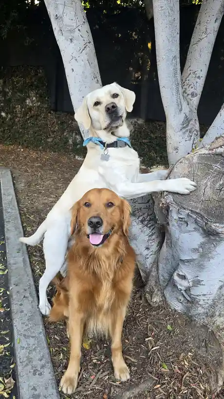 A golden retriever sits happily in the foreground with its tongue out, while a yellow labrador stands behind it, leaning…