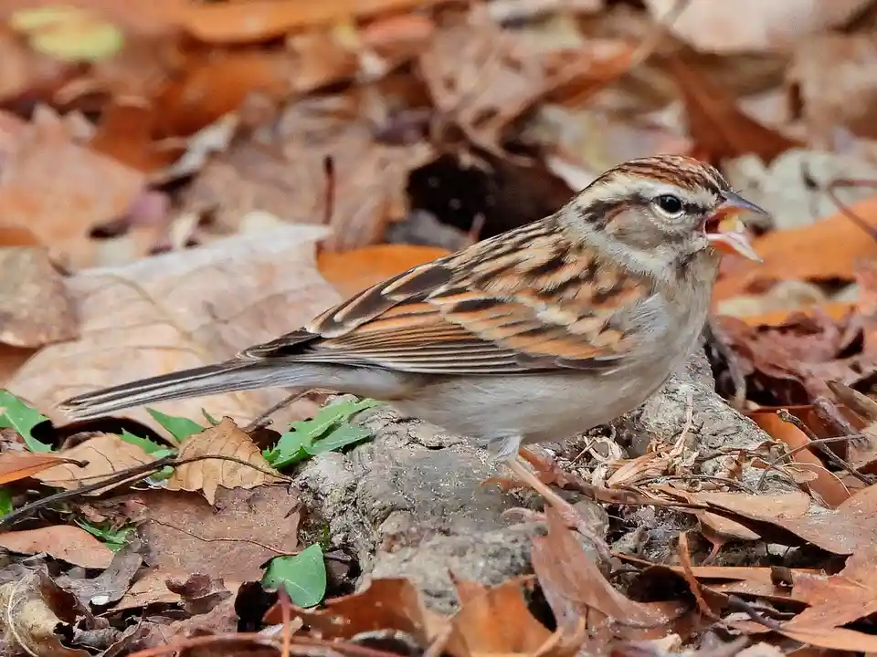 A small brown and white bird with streaked plumage stands on a rock surrounded by fallen autumn leaves. Its beak is open as…