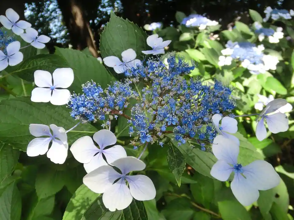 A close-up photo of a hydrangea plant with large green leaves and clusters of blue and white flowers. The central cluster is…