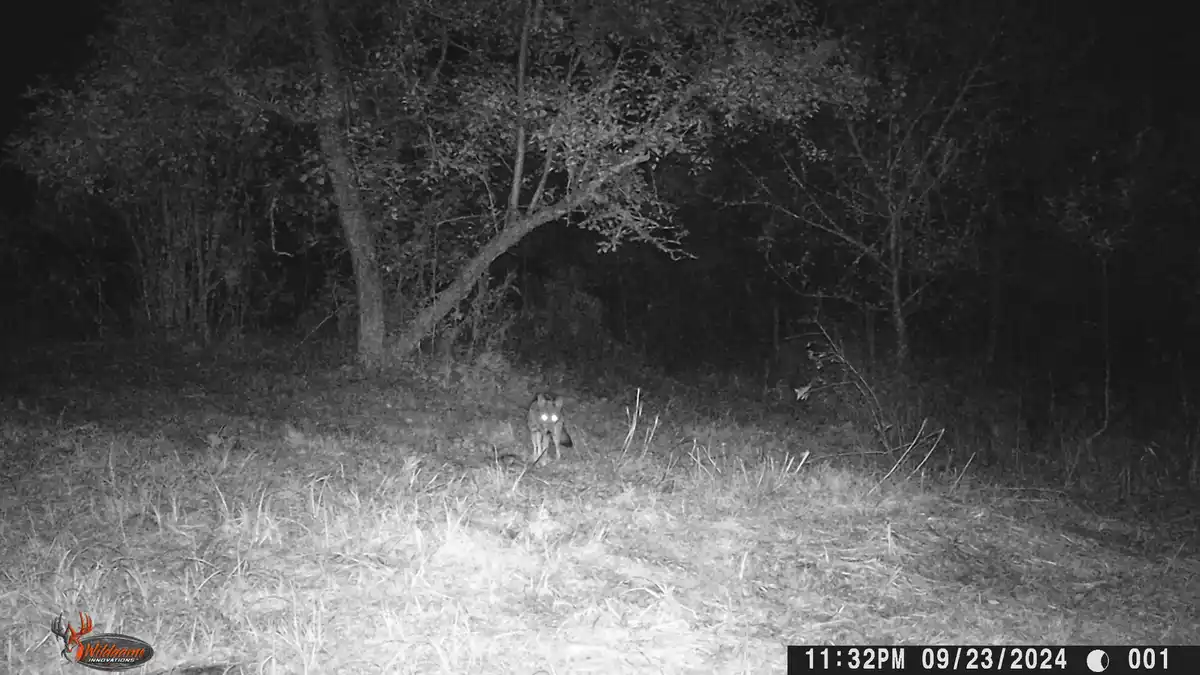 A night-vision wildlife camera captures a small canine standing in a grassy field at night, its eyes glowing brightly from…
