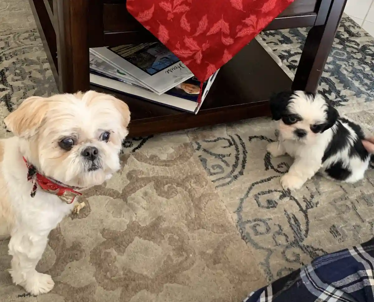Two small dogs sit on a patterned rug under a wooden table; one light-colored dog with a red bandana looks up with a…