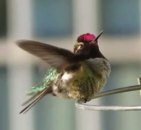 A small hummingbird with a red head and iridescent green body is perched on a metal feeder, wings blurred from motion, with…