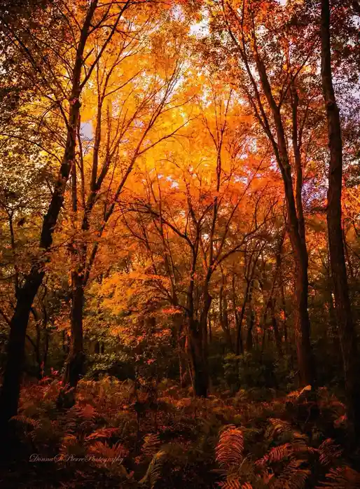 A vibrant autumn forest scene with tall trees displaying brilliant orange and yellow foliage against a soft sky, ferns cover…