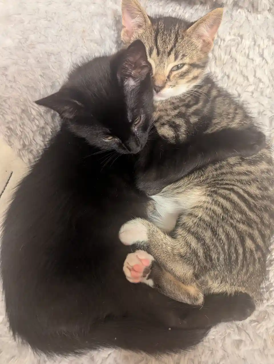 My sister just got some new kittens!