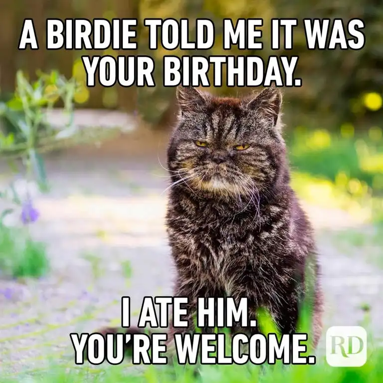 A close-up photo of a fluffy, dark tabby cat with a grumpy, unimpressed expression, standing outdoors on grass and dirt. The…