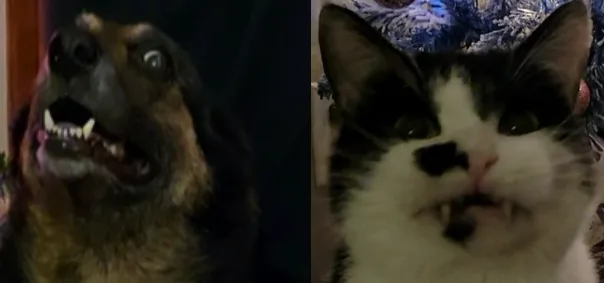 A split image shows a dog on the left with wide eyes and bared teeth looking upward, and a black-and-white cat on the right…