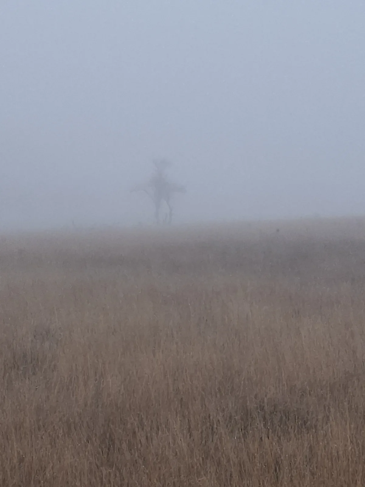 A blurry, foggy field with tall brown grass in the foreground and a faint, ghostly silhouette of a deer standing in the…