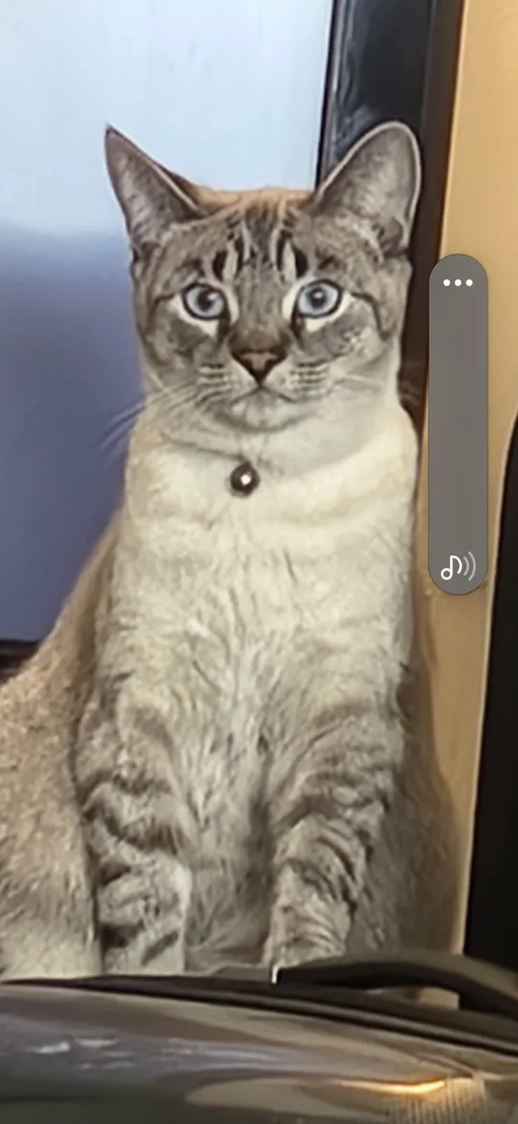 A close-up photo of a cat with striking blue eyes and tabby markings, sitting upright inside a car. The cat wears a collar…