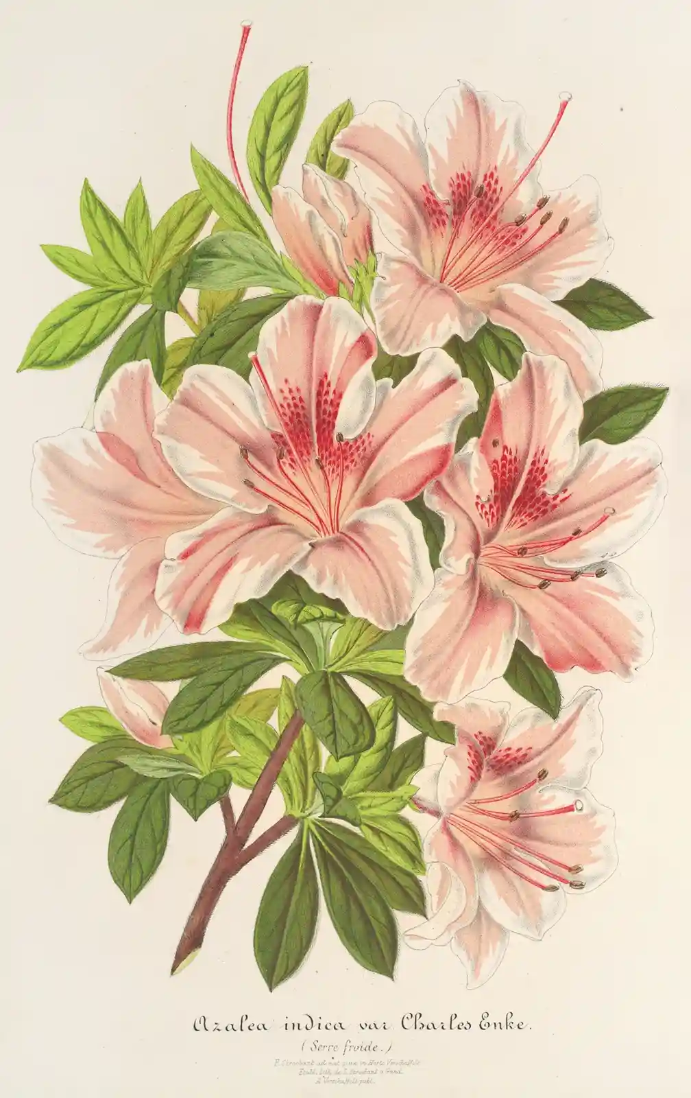 A vintage botanical illustration of pink and white azalea flowers with green leaves, labeled 'Azalea indica var. Charles…
