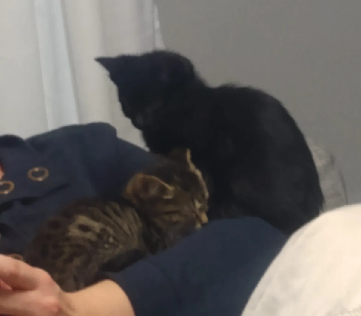 A blurry photo shows two small kittens, one black and one tabby, snuggled on a person's lap wearing a dark blue jacket. The…