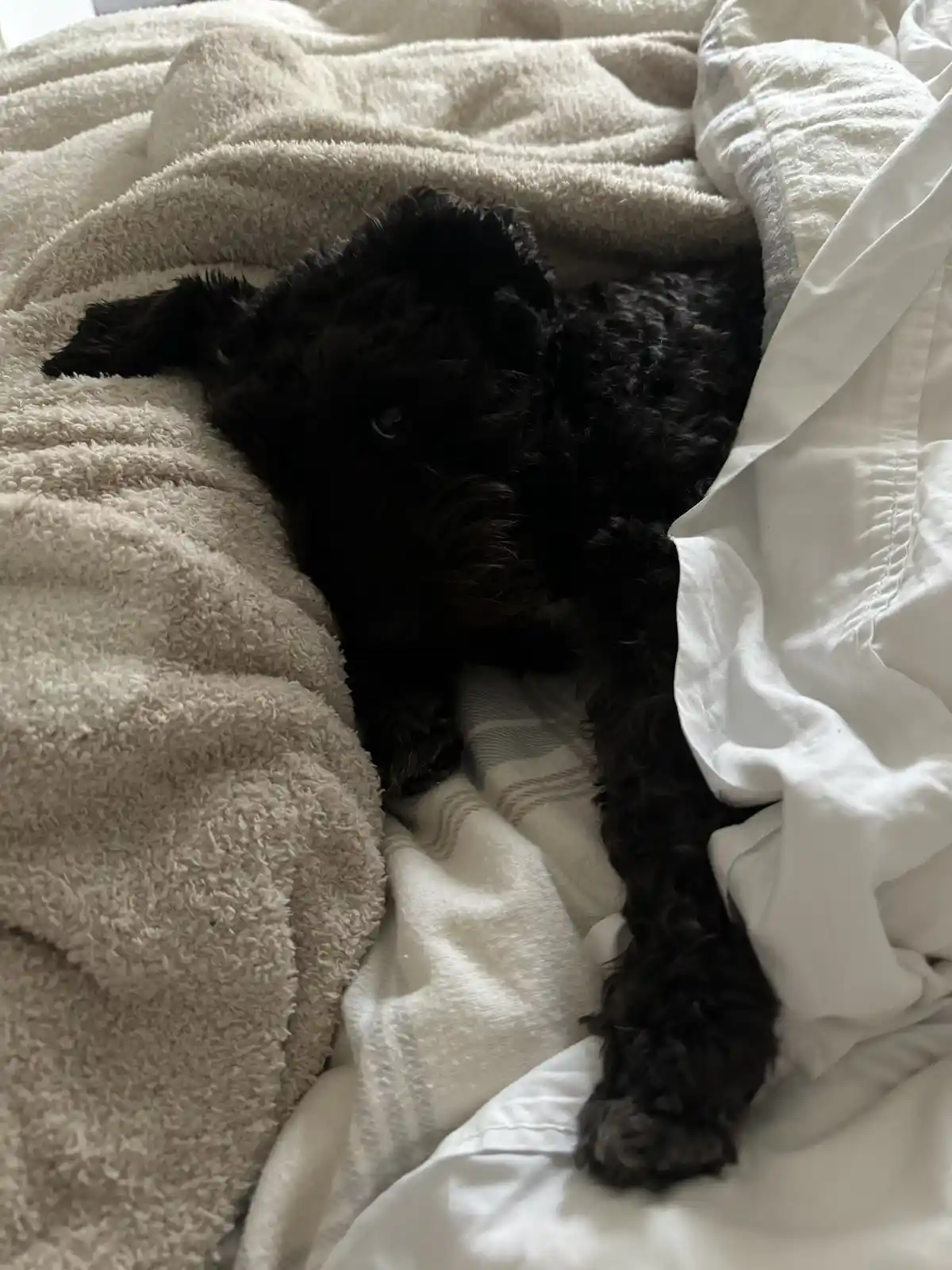 A small black curly-haired dog is peeking out from under a beige fluffy blanket and white sheets on a bed, looking directly…