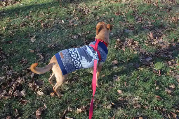 A light brown dog stands on grass covered with fallen leaves, wearing a blue and white patterned sweater with snowflake and…