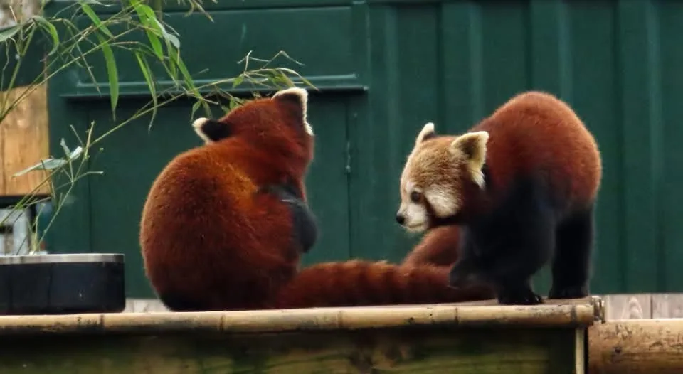 Two red pandas sit on a wooden ledge; one faces away, the other looks at it with a seemingly unimpressed or contemplative…