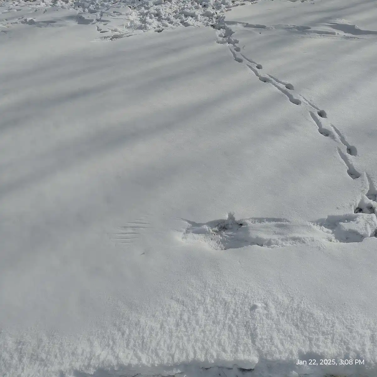 A snowy landscape shows a clear trail of animal footprints leading away from the viewer, but one footprint is conspicuously…