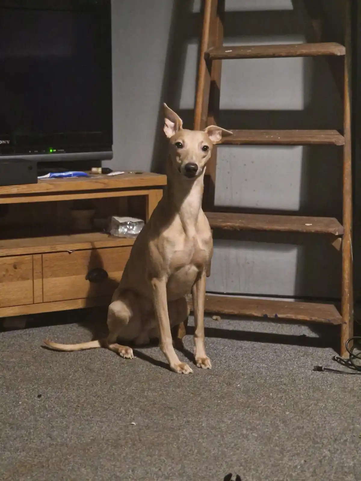 A slender, light-brown dog with large ears sits upright on a carpeted floor, looking directly at the camera. Behind it is a…