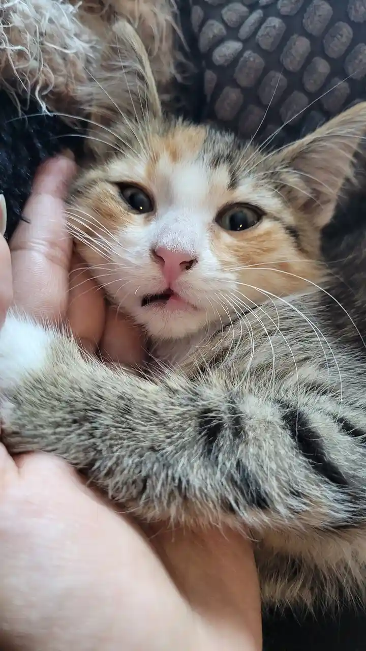 A close-up photo shows a calico kitten with wide, startled eyes and a slightly open mouth, being gently held by a person's…