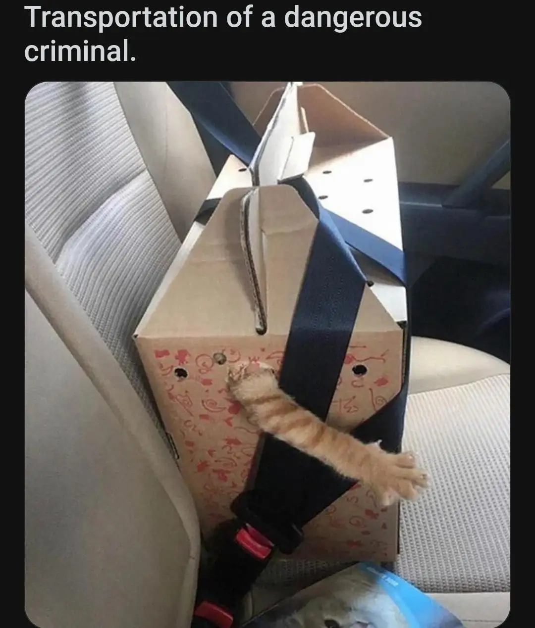 A small orange tabby cat is visible inside a cardboard box strapped to a car seat with a seatbelt. The cat's front paws are…