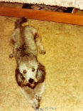 A low-angle photo of a small, shaggy, light-brown dog lying on a beige carpet, looking up at the camera with wide eyes. The…