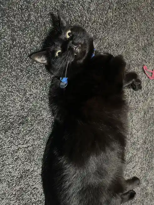 A black cat named Maggie lies on its back on a gray carpet, looking up with wide, surprised eyes and slightly open mouth…