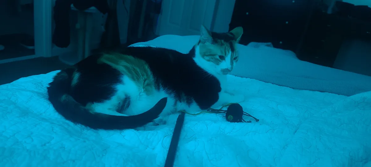 A calico cat lies curled on a bed under blue lighting, looking uninterested next to a yarn ball and a stick toy. The…