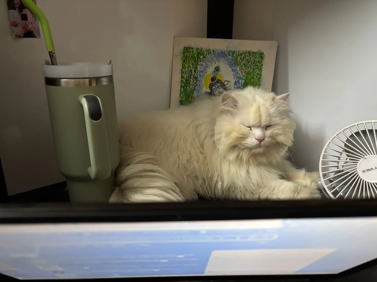The Most Affectionate Snowball You’ll Ever Meet