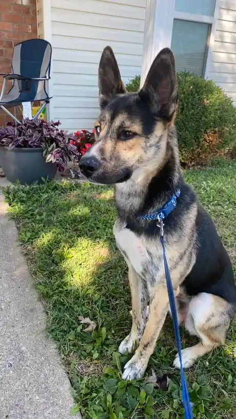 A German Shepherd mix dog with black and tan fur sits attentively on grass near a house, wearing a blue leash and collar…
