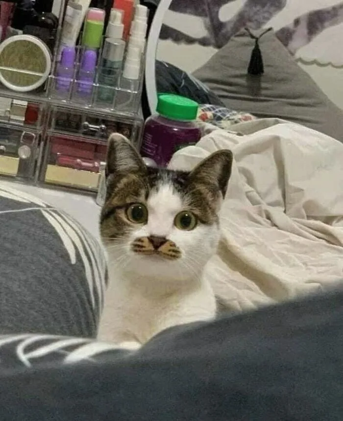 A white and brown cat with wide, startled eyes sits on a bed, looking directly at the camera. Its nose and upper lip area…