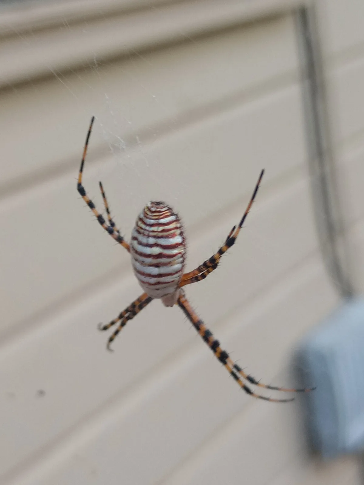A close-up photo shows a large, striped spider with orange and black banded legs hanging in the center of its web against a…