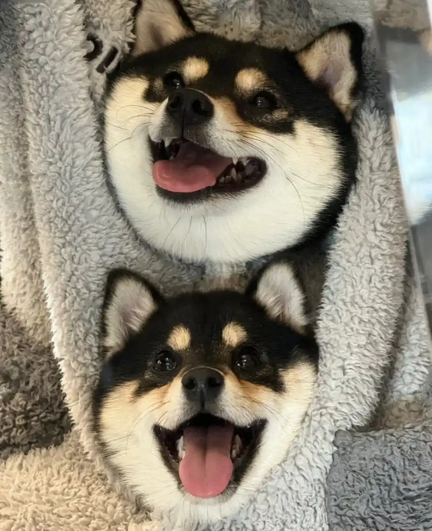 Two shiba inu dogs are nestled together in a fluffy gray blanket, both with their mouths open and tongues out in a happy…