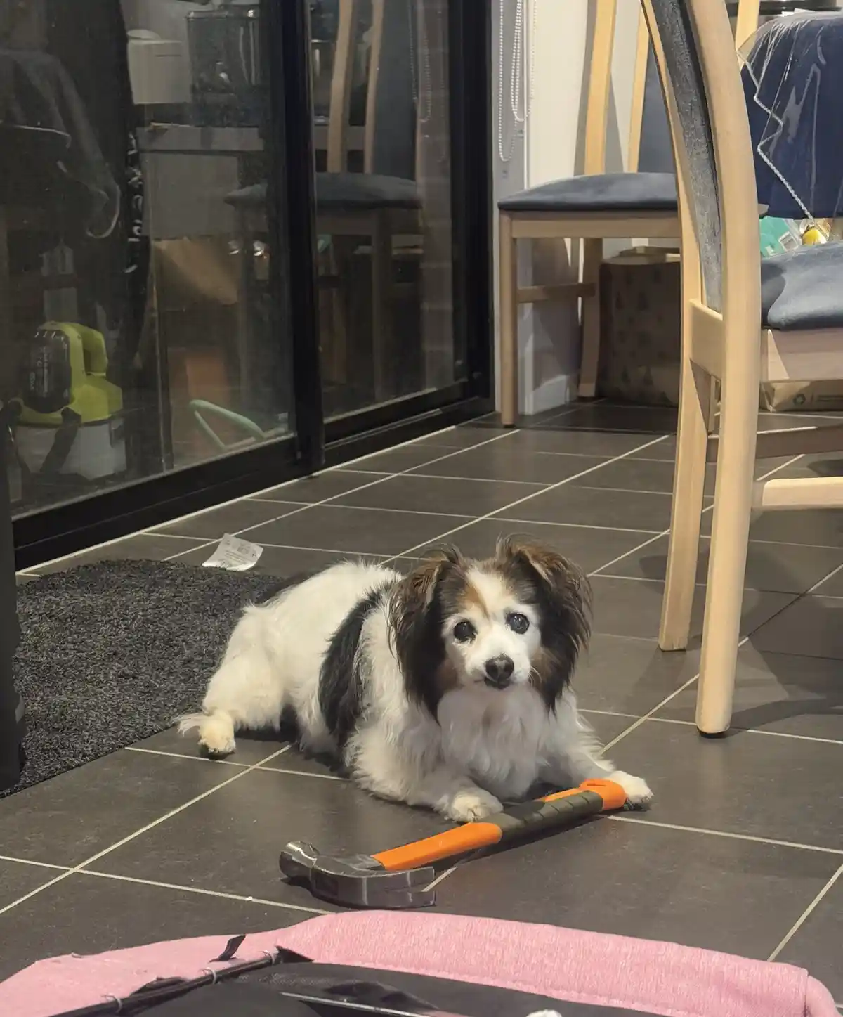 A small, fluffy dog with white, black, and brown fur lies on a dark tiled floor next to a hammer with an orange and black…