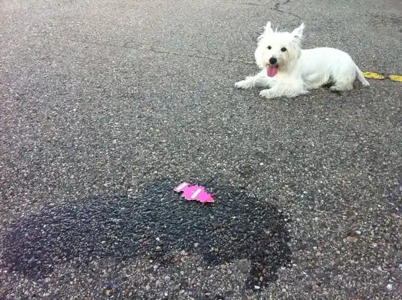 A small white dog lies panting on asphalt, looking at a pink object partially submerged in a dark puddle nearby. The text…