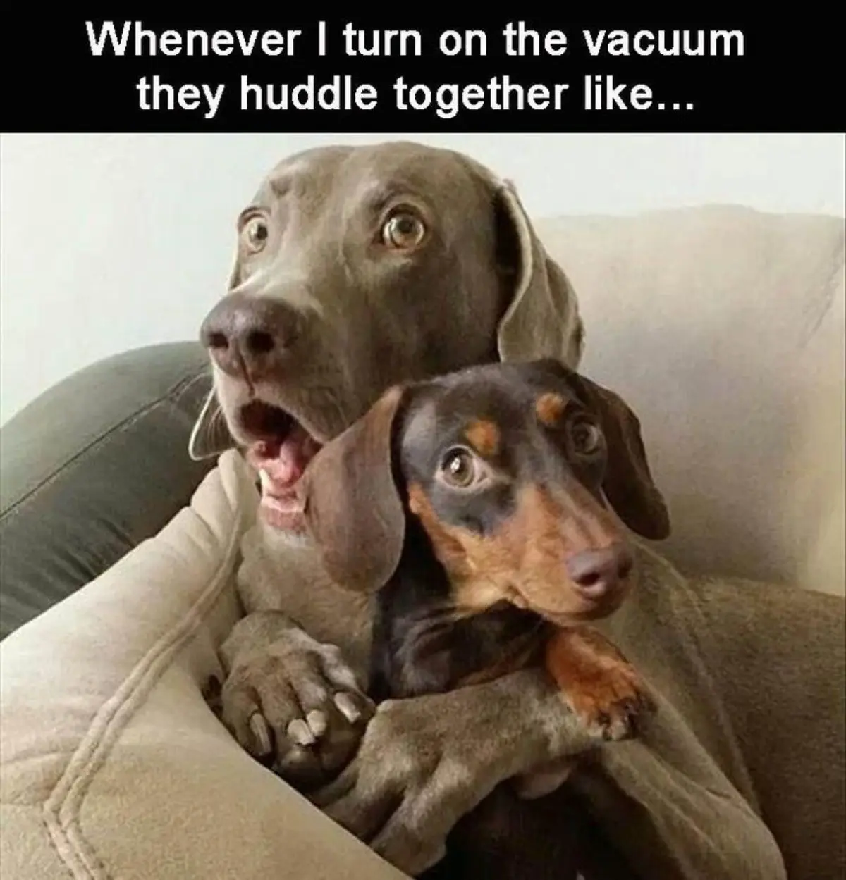 Two dogs, a large grey Weimaraner and a smaller black-and-tan dachshund, are huddled together on a couch. The Weimaraner has…