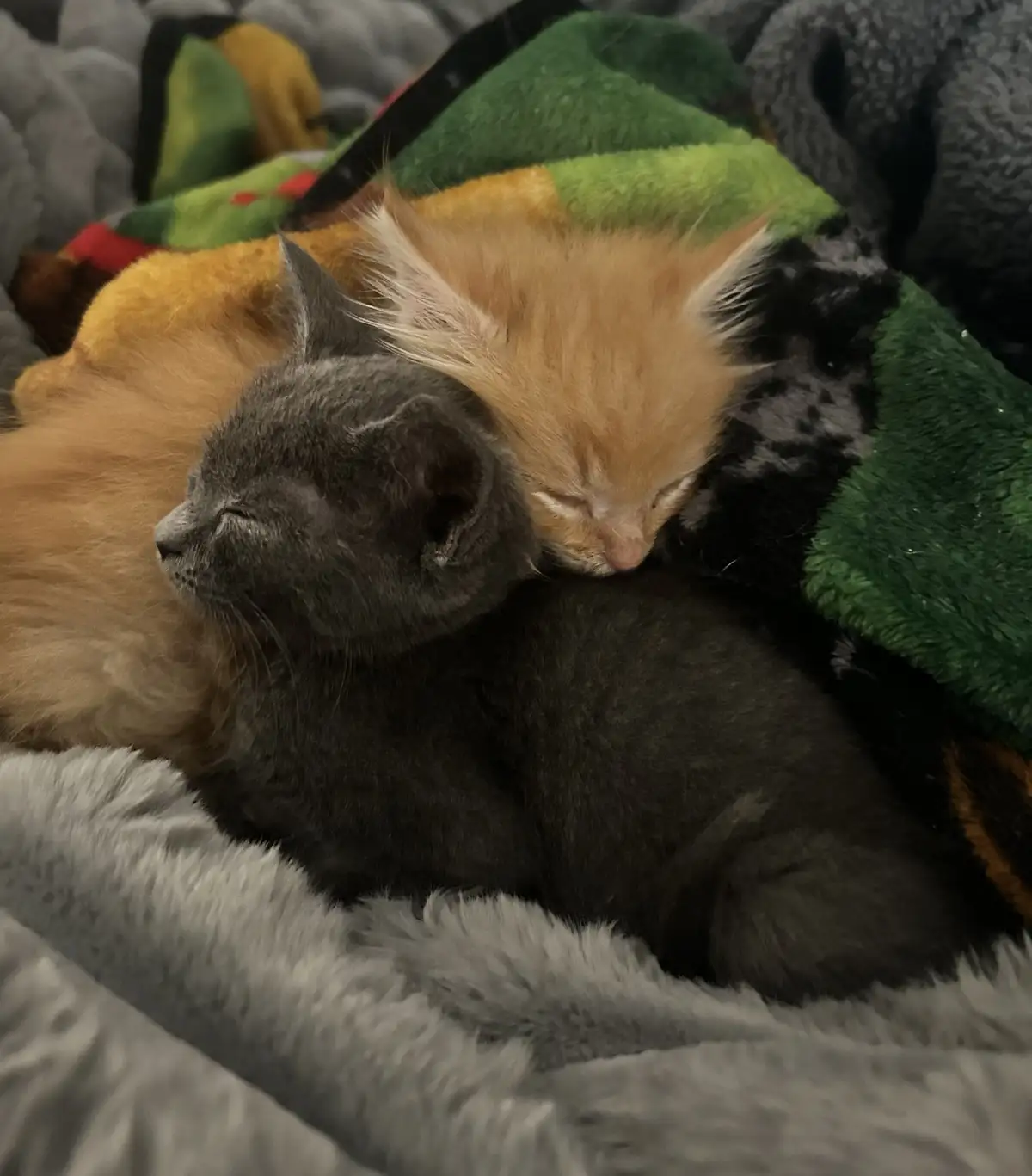 Two sleeping kittens, one gray and one orange, are curled up together on a soft blanket. The gray kitten is in the…
