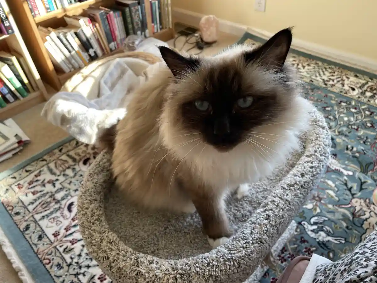 A fluffy, long-haired cat with dark points and blue eyes sits upright in a grey, textured cat bed placed on a patterned rug…