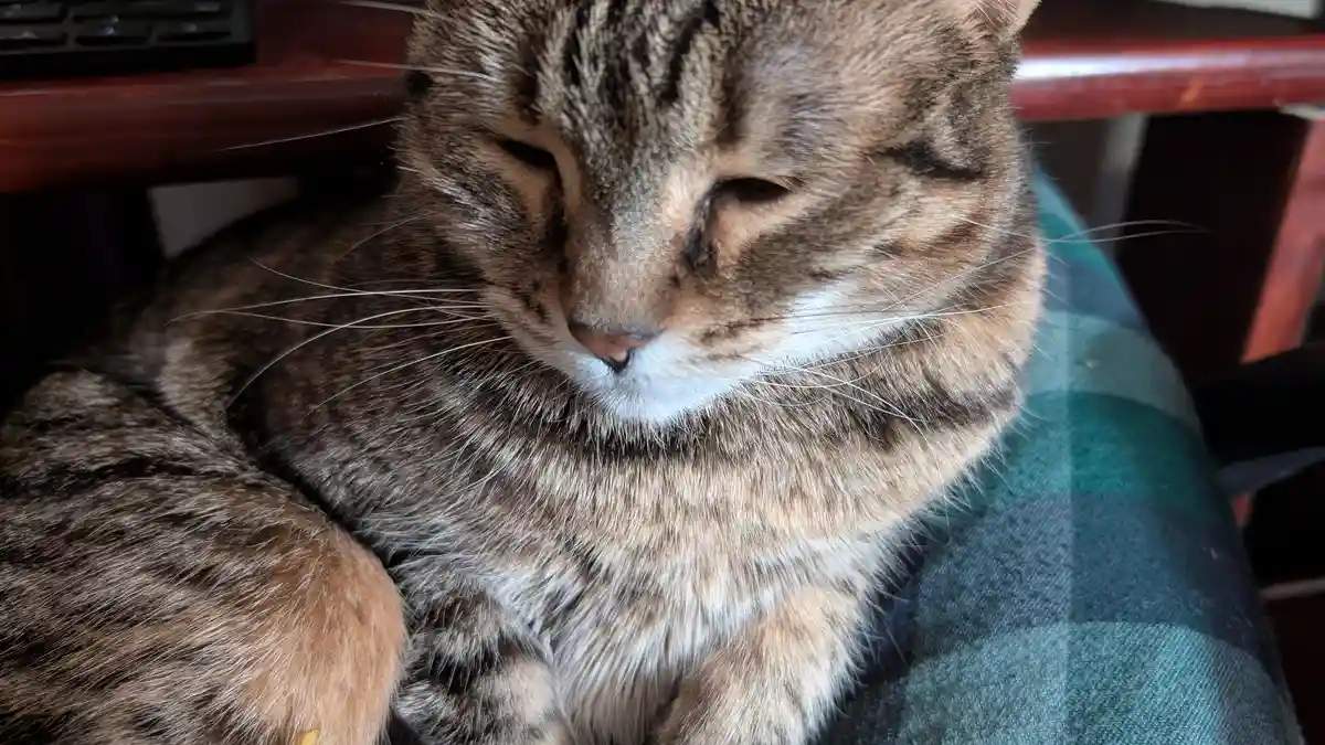 A close-up photo of a tabby cat with half-closed eyes, appearing very sleepy or uninterested, resting on a green and black…
