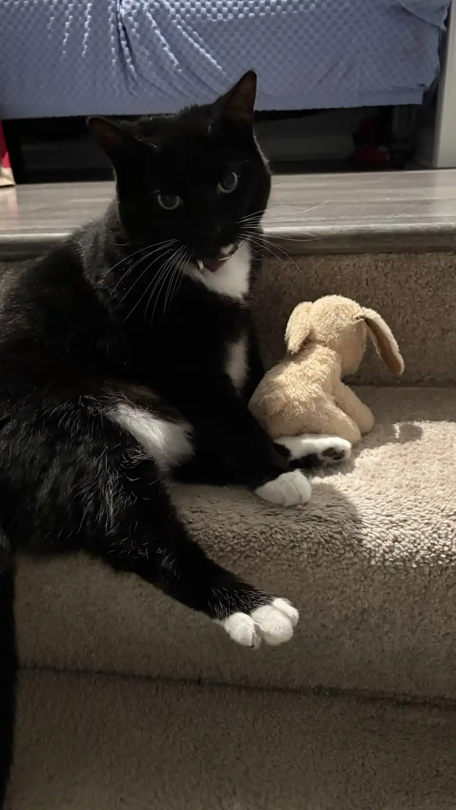 A black and white cat with green eyes sits on carpeted stairs next to a beige stuffed bunny, looking directly at the camera…