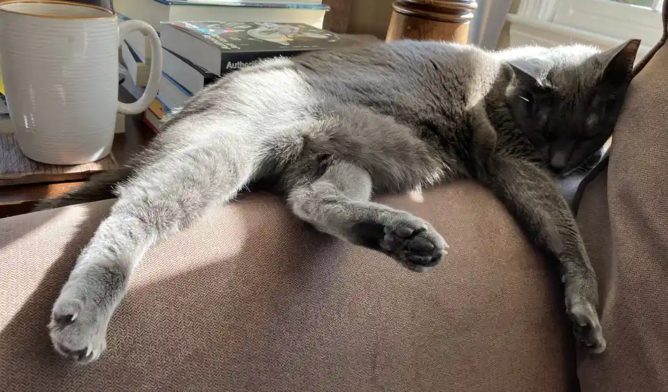 A gray cat is sleeping soundly on a brown couch, stretched out with its paws dangling. Next to it sits a white mug and a…