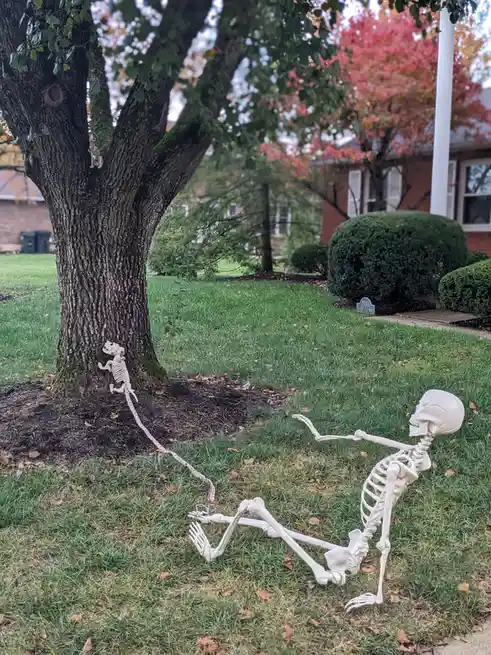 A large plastic skeleton lies on its side in a grassy yard, holding a leash attached to a smaller skeleton climbing a tree…