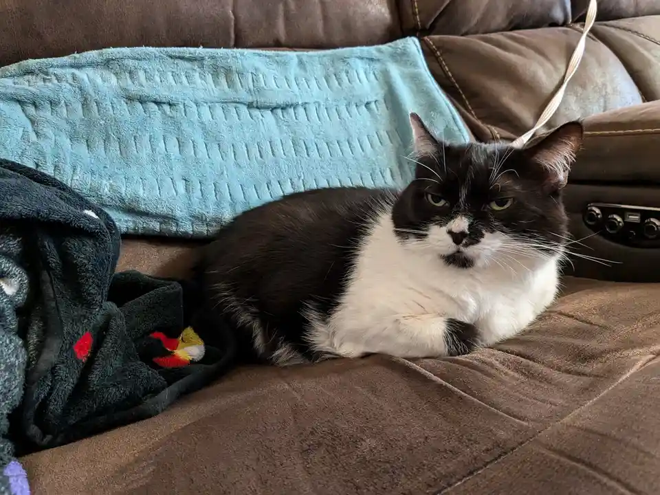 A black and white cat with a grumpy expression lies on a brown couch next to a blue blanket and a dark towel. The cat's eyes…
