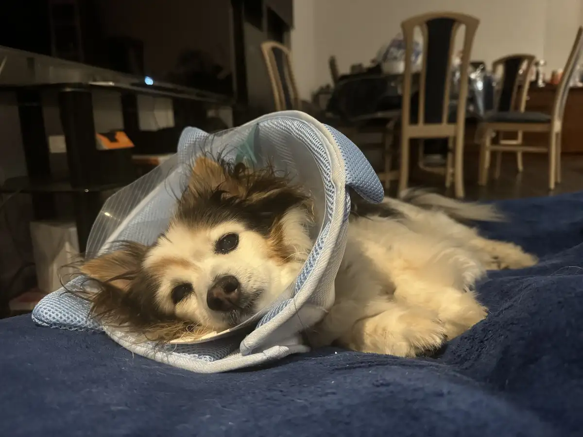 A small, fluffy dog with brown and white fur lies on a blue blanket, wearing a blue and clear plastic cone collar. Its eyes…